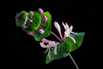 Blossoming honeysuckle caprifol LATIN NAME: LONICERA CAPRIFOLIUM on a black background.