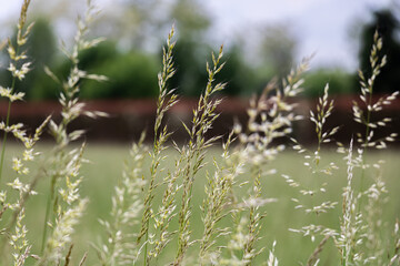 Field Close Up View in the Summer with Nature on Beauty Bokeh