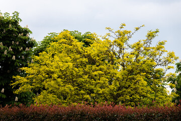 Big Yellow Tree with Photinia Red Robin on Background