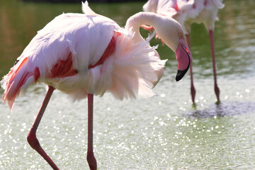 Elegant pink flamingo in stagnant water covered by green algae. Tall exotic bird with long legs forages for food in shallow freshwater pond. tropical animal concept.