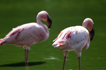 Fototapeta na wymiar Elegant pink flamingo in stagnant water covered by green algae. Tall exotic bird with long legs forages for food in shallow freshwater pond. tropical animal concept.