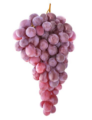 Isolated pink grapes. Bunch of grapes hanging on a stem isolated on white background