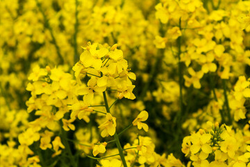 Obraz premium Beautiful field of yellow rape. A closeup photo of a rapeseed flower. Growing seeds of agricultural crops. Rapeseed oil. Spring, sunny landscape. Wallpaper of nature in Belarus. 
