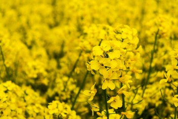 Beautiful field of yellow rape. A closeup photo of a rapeseed flower. Growing seeds of agricultural crops. Rapeseed oil. Spring, sunny landscape. Wallpaper of nature in Belarus. 