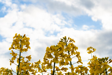 Beautiful field of yellow rape. A closeup photo of a rapeseed flower. Growing seeds of agricultural crops. Rapeseed oil. Spring, sunny landscape with blue sky. Wallpaper of nature in Belarus