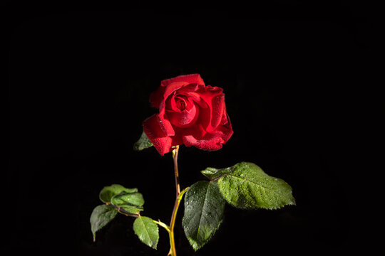 Fresh red rose with drops of water on a black background.