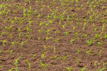 Young Green Plants Grows From Earth Together Under the Sun