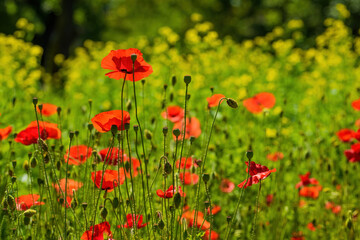 Red poppies in green grass illuminated by morning sunlight