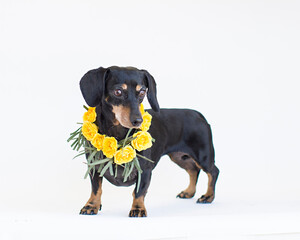 Small black and tan dachshund poses with a collar of fresh yellow roses on a white studio background