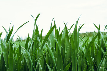 Obraz premium Beautiful field of young green wheat. Nature wallpapers. Growing seeds of agricultural crops. Spring, sunny landscape in Belarus. Blank space for text. Isolated