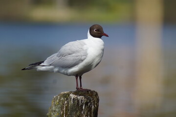 Mewa ,mewa nad jeziorem ,ptak, ptak wodny ,ptak 