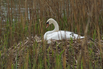 Rodzina łabędzi ,ptaki w gnieżdzie ,pisklęta łabędzia ,opieka nad pisklętami © LBanacki