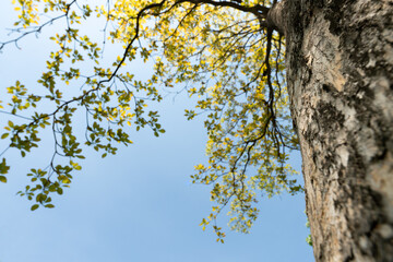 Looking up at the top of the tree.