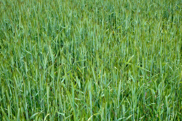 Young green rye growing in the field. Secale cereale