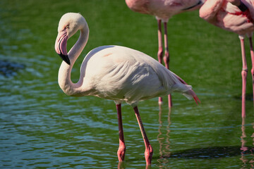 Elegant pink flamingo in stagnant water covered by green algae. Tall exotic bird with long legs forages for food in shallow freshwater pond. tropical animal concept.