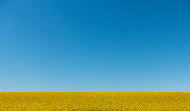 Oilseed rape field on clear blue sky with plenty of copy spece