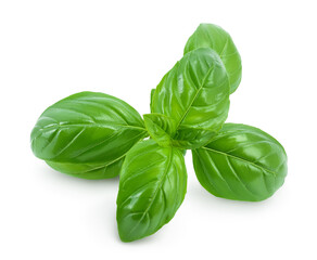 Fresh basil leaf isolated on white background with clipping path and full depth of field