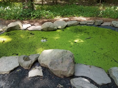 frogs in algae filled pond