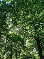 forest in the morning