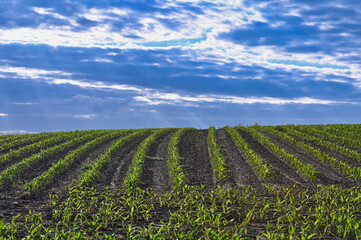 Fototapeta na wymiar Ackerbau auf einem Feld mit herandwachsendem grünem Mais und bewöltem Himmel