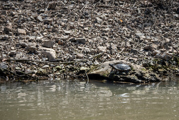 turtle on the water