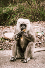 big gray monkey eating banana on asia street 22