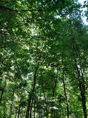 Fototapeta premium trees in the forest