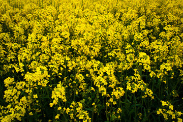 Beautiful field of yellow rape. A closeup photo of a rapeseed flower. Growing seeds of agricultural crops. Rapeseed oil. Spring, sunny landscape. Wallpaper of nature in Belarus. 