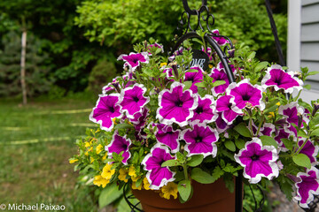 Fototapeta na wymiar Beautiful spring flowers from the Boston Gardens