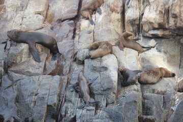 LOBOS DE MAR , LA PUNTA CALLO , PERÚ