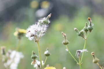 The fluff and seeds of Sow thistle / Sow thistle produces yellow flowers that bloom from spring to autumn and produce seeds with fluff after flowering.