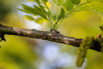 Branch Close Up Picture with Green Leaves on Bokeh Background