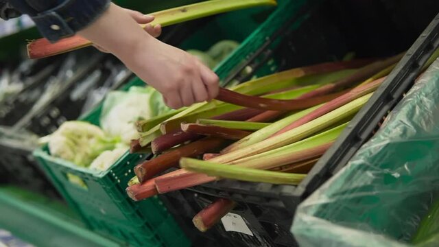 Woman chooses rhubarb in a supermarket.A woman of vein chooses fresh rhubarb in the grocery department of the supermarket.