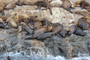 LOBOS DE MAR , LA PUNTA CALLO , PERÚ