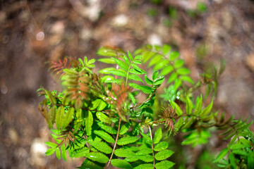 Green leaves. Bush. Fieldfare. Fieldfare bush in the forest.