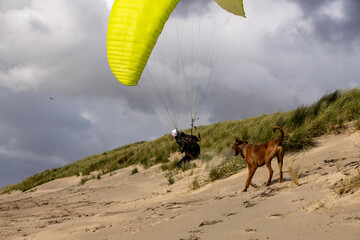 paraglider pilot playing with the dog at Netherlands beach