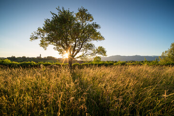 Red church Pomelasca in Brianza Inverigo in Lombardy Italy at sunset with the sum warm light and grass meadow and cypresses