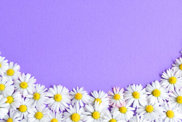 Chamomile daisy flowers on purple background. Isolated Summers flowers collage concept