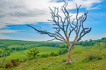 The lone dead tree on the Sussex hillside