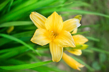 Daylily yellow flower close-up.background.