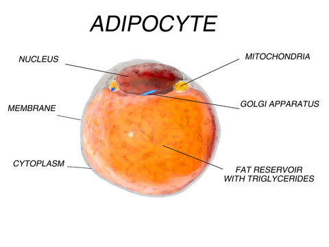 Fat Cells from adipose tissue. adipocytes. inside human organism. isolate