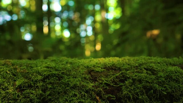 4K Slider footage of mossy log