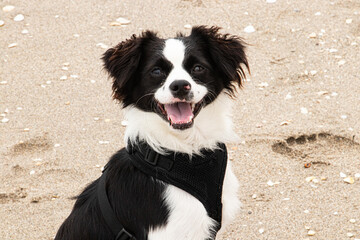 happy, black & white, rescue dog sitting on the beach.  Part Cavalier King Charles and Pomeranian