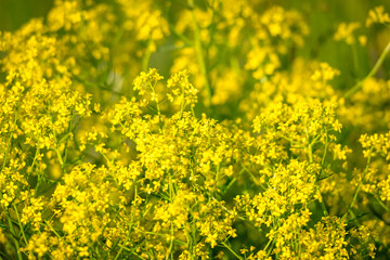Closeup of a yellow rapeseed field, use for making oil