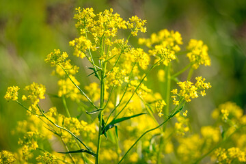Fototapeta premium Closeup of a yellow rapeseed field, use for making oil
