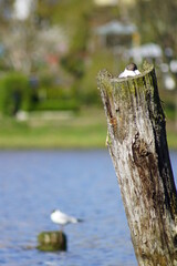 Mewa w gnieżdzie ,gniazdo mew ,mewa wysiadująca jaja © LBanacki