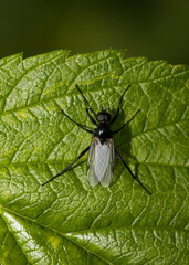 Naklejka premium Weißflügelige Haarmücke