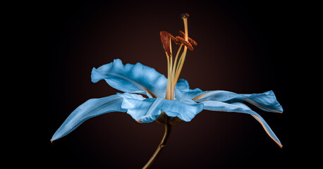 Neon Lily posing on a black background