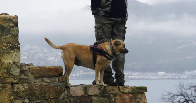 WS TU Man standing with dog on wall in ruins / Cape Town, South Africa