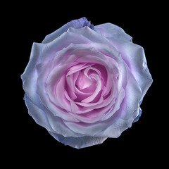 Rose bud on black background view from the top